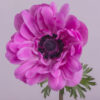 Hot Pink Star Anemones