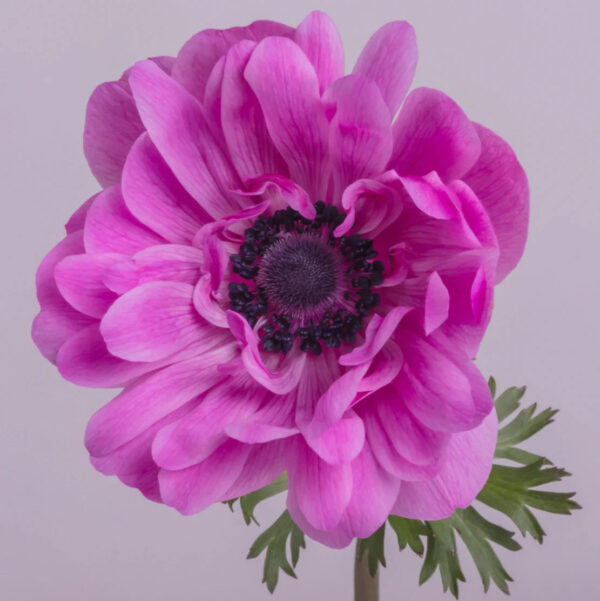 Hot Pink Star Anemones