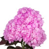 Hot Pink Hydrangea