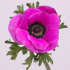 Hot Pink Mistral Anemones
