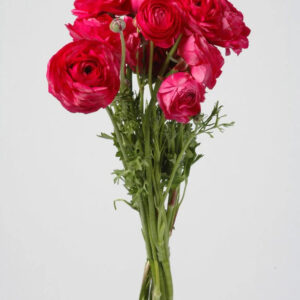 Hot Pink Ranunculus