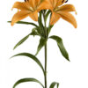 Orange Indian Diamond Asiatic Lilies