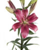 Red Indian Summerset Asiatic Lilies