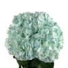 Blue Inspiration Turquoise Hydrangea