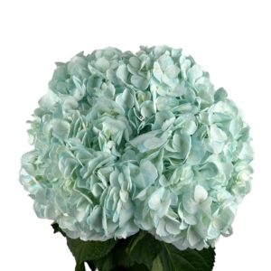 Blue Inspiration Turquoise Hydrangea
