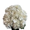 White Irish Cream Hydrangea