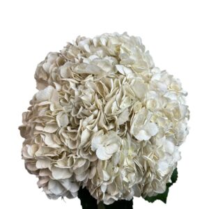White Irish Cream Hydrangea
