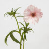 Light Pink Isis Butterfly Ranunculus