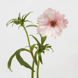 Light Pink Isis Butterfly Ranunculus