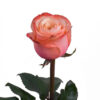 Pink Kahala Garden Rose