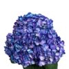 Lavender Breeze Hydrangea