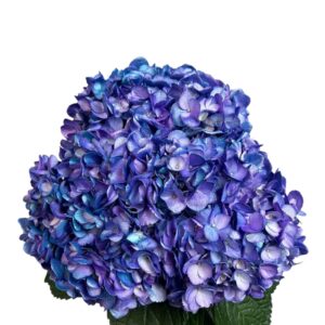 Lavender Breeze Hydrangea