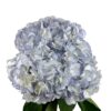 Lavender Mist Hydrangea