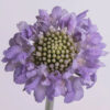 Lavender Scabiosas