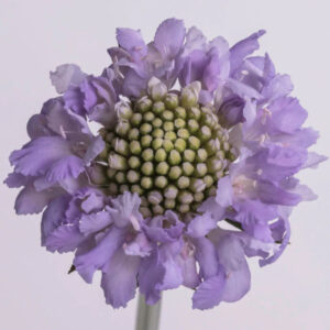 Lavender Scabiosas
