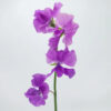 Lavender Sweet Pea