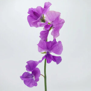 Lavender Sweet Pea
