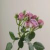 Pink Lavender Irishka Spray Roses