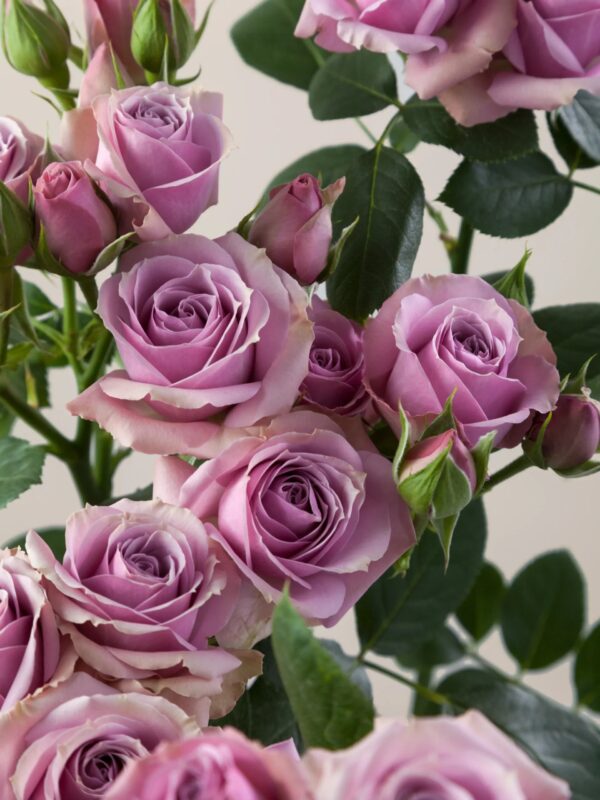 Lavender Irishka - Image 2