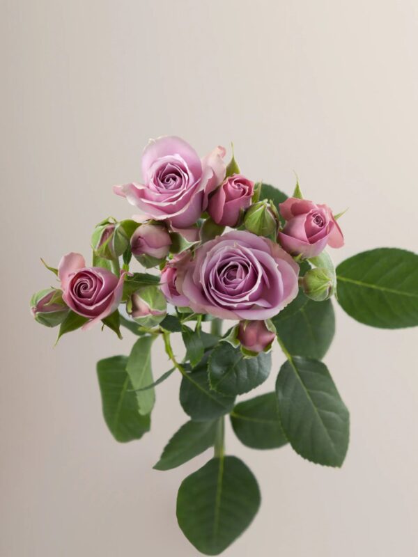 Lavender Irishka - Image 3