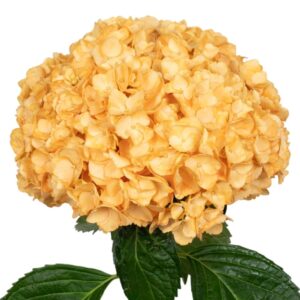 Light Orange Hydrangea