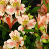 Light Pink Alstroemeria