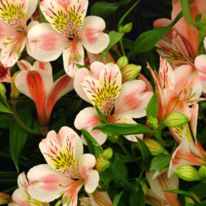 Light Pink Alstroemeria