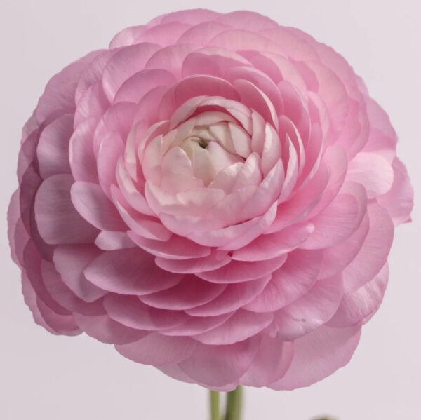 Light Pink Ranunculus - Image 2