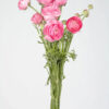 Light Pink Ranunculus