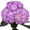 Light Purple Hydrangea