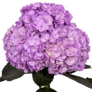 Light Purple Hydrangea