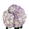 Lavender Lilac Air Hydrangea