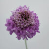 Lilac Scabiosas