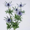 Magical Blue Lagoon Eryngium