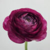 Malva Ranunculus
