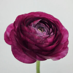 Malva Ranunculus