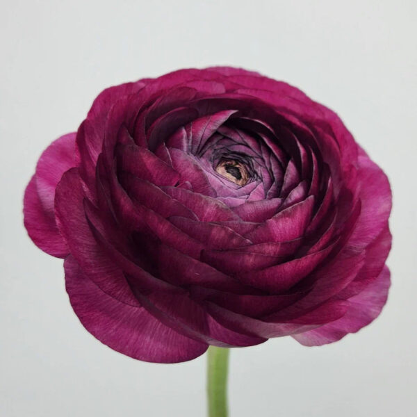 Malva Ranunculus