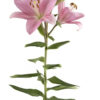 Light Pink Mandalay Bay Asiatic Lilies