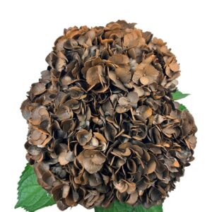 Brown Maple Glow Hydrangea