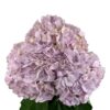 Mauve Hydrangea