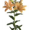 Peach Menorca Asiatic Lilies