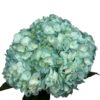 Metallic Blue Hydrangea