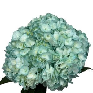 Metallic Blue Hydrangea