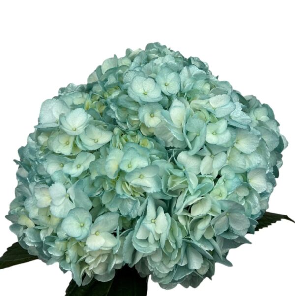 Metallic Blue Hydrangea