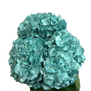 Blue Midnight Hydrangea
