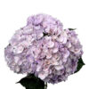Lavender Milka Hydrangea