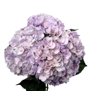 Lavender Milka Hydrangea