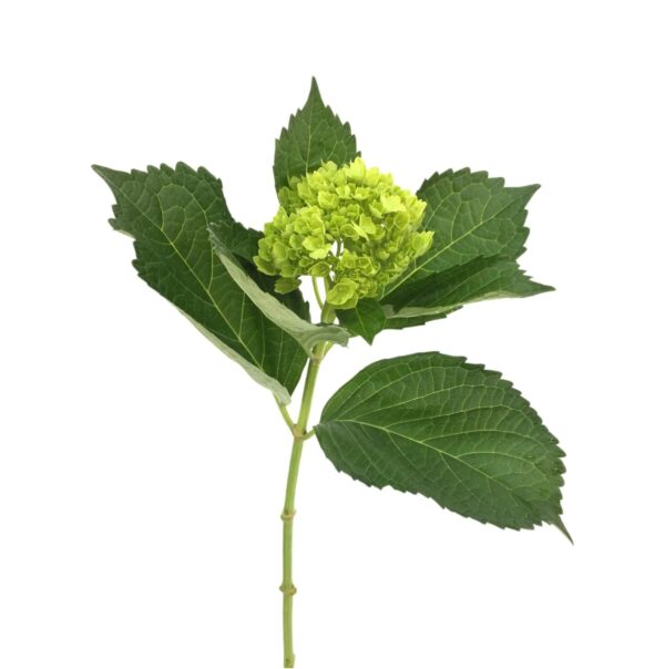 Green Mini Mohito Hydrangea