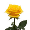 Yellow Momentum Roses