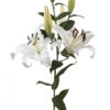 White Monteneu Oriental Lilies